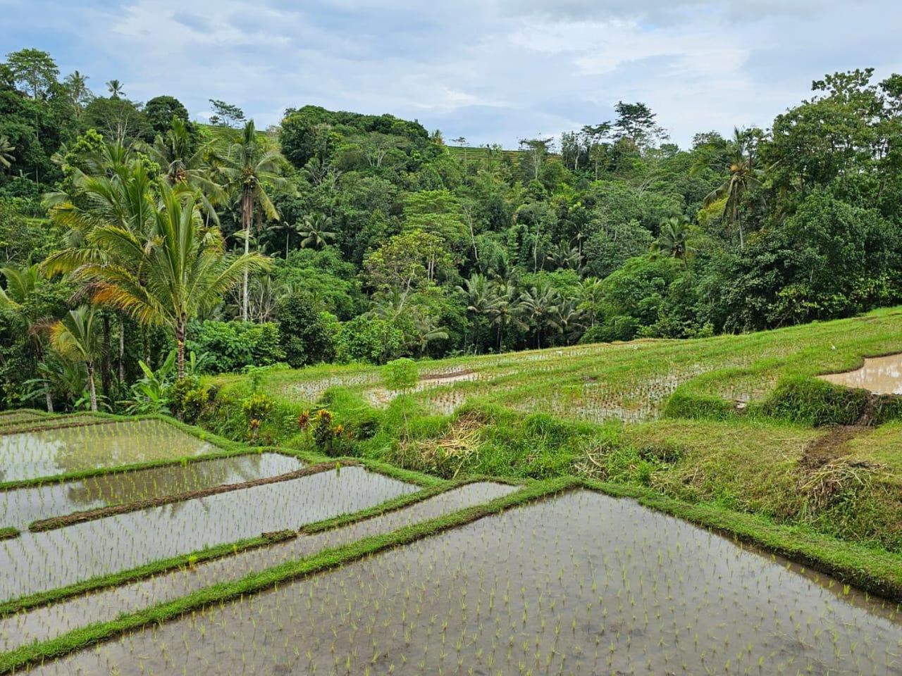 Umauthu Bali Villa ตาบานัน ภายนอก รูปภาพ